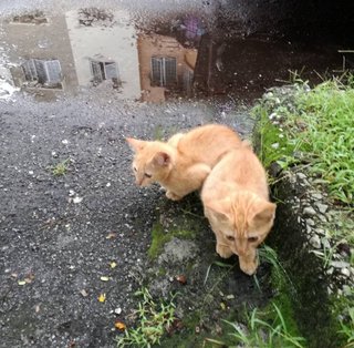 2 Golden Cuties  - Domestic Medium Hair Cat