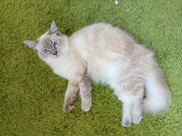 Cacang - Ragdoll + Maine Coon Cat