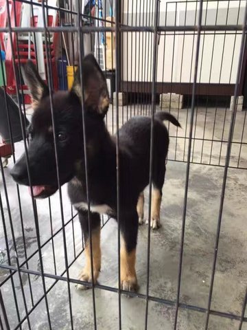 Lei Lei - Siberian Husky + German Shepherd Dog Dog