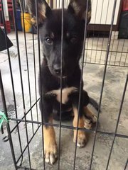 Lei Lei - Siberian Husky + German Shepherd Dog Dog