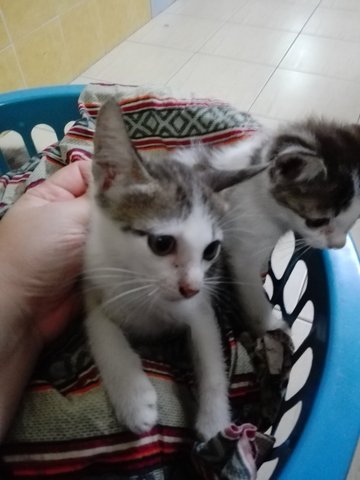 Iko N Oki - Domestic Short Hair Cat