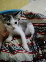 Iko N Oki - Domestic Short Hair Cat