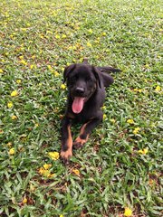 After a run in the park, Roque's a happy dog. 