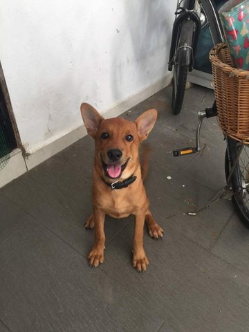 Happy - Mixed Breed Dog