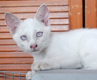 ♥ Demetrius (Albino) ♥ - Domestic Medium Hair Cat