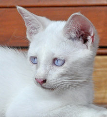 ♥ Demetrius (Albino) ♥ - Domestic Medium Hair Cat