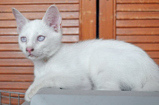 ♥ Demetrius (Albino) ♥ - Domestic Medium Hair Cat