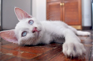 ♥ Demetrius (Albino) ♥ - Domestic Medium Hair Cat