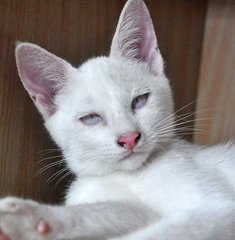 ♥ Florentino (Albino) ♥ - Domestic Medium Hair Cat