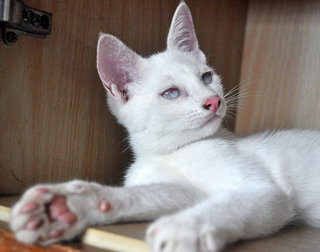 ♥ Florentino (Albino) ♥ - Domestic Medium Hair Cat