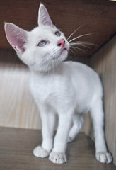 ♥ Florentino (Albino) ♥ - Domestic Medium Hair Cat