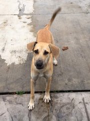 Coby - Mixed Breed Dog