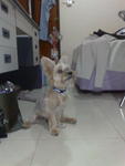 Rambo - Silky Terrier + Maltese Dog