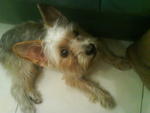 Rambo - Silky Terrier + Maltese Dog