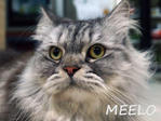 Meelo - Persian + Tabby Cat