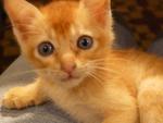 Ginger