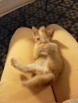 Ginger