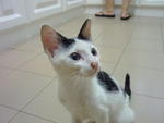 Nicholas Moo - Domestic Short Hair Cat