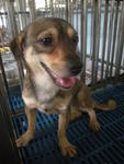 Tiga - Mixed Breed Dog