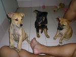 The 3 sisters waiting for treats. Coco is impatient.