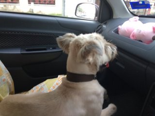 Terry, enjoying his car ride