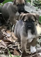 Sunny Sunshine  - Labrador Retriever Mix Dog