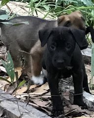 Sunny Sunshine  - Labrador Retriever Mix Dog