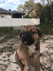 Sunny Sunshine  - Labrador Retriever Mix Dog