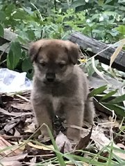 Sunny Sunshine  - Labrador Retriever Mix Dog