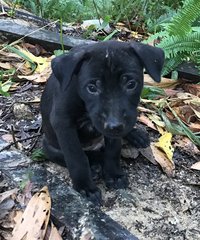 Sunny Sunshine  - Labrador Retriever Mix Dog