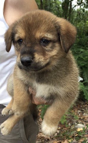 Sunny Sunshine  - Labrador Retriever Mix Dog