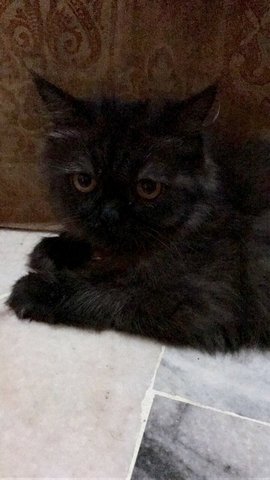 Baby Mimi - Domestic Long Hair + Persian Cat