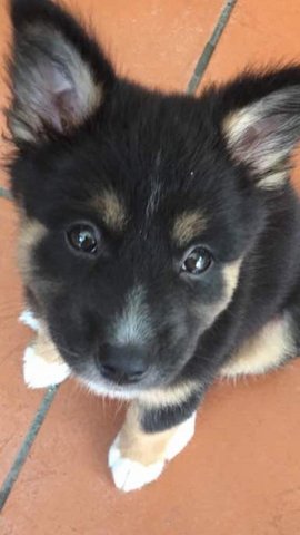 Tipsi - Mixed Breed Dog