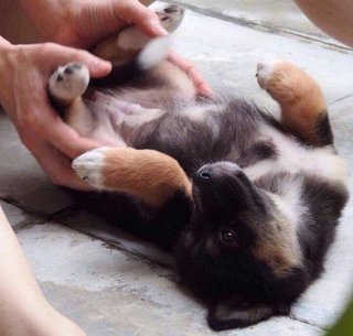 Tipsi - Mixed Breed Dog