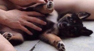 Tipsi - Mixed Breed Dog