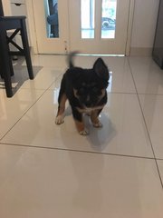 Tipsi - Mixed Breed Dog