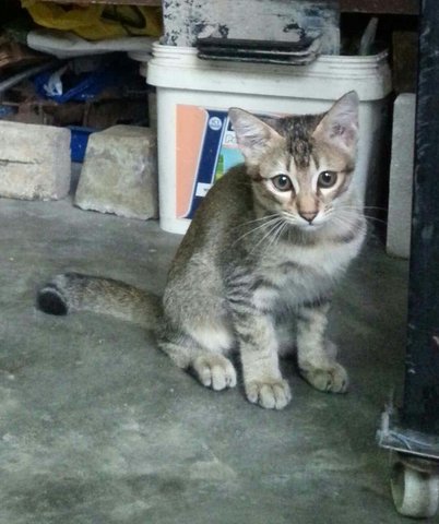 Niao - Somali Cat