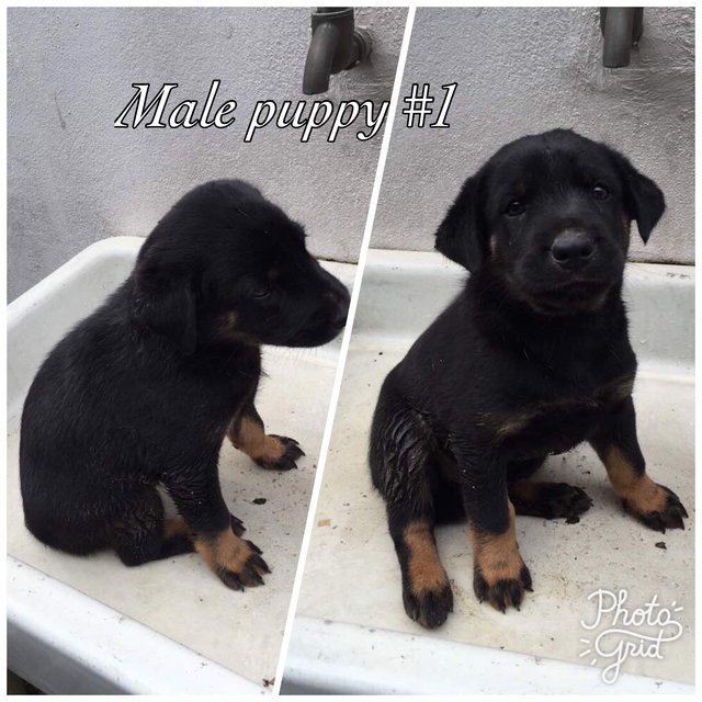 4-5 Weeks Old Puppies - Mixed Breed Dog