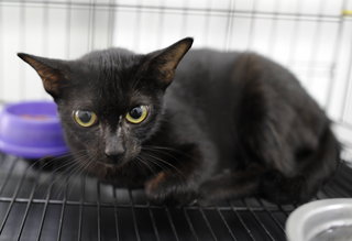 Inky Needs A Home! - Domestic Short Hair Cat