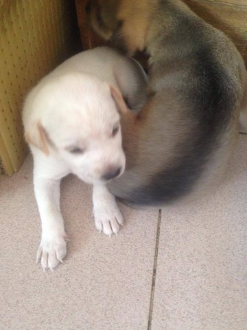 Snowball And Lexus - Mixed Breed Dog