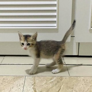 Cutie - Domestic Short Hair Cat