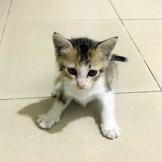 Cutie - Domestic Short Hair Cat