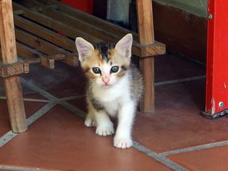 Cutie - Domestic Short Hair Cat