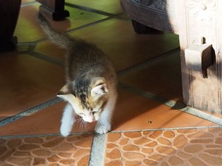 Cutie - Domestic Short Hair Cat