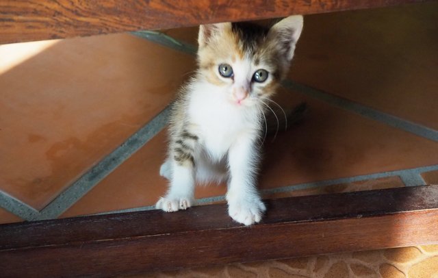 Cutie - Domestic Short Hair Cat