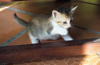 Cutie - Domestic Short Hair Cat