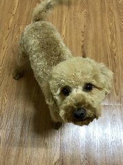 Milo - Poodle Dog