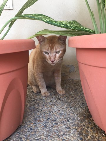 Qq - American Shorthair Cat