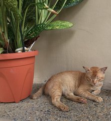 Qq - American Shorthair Cat