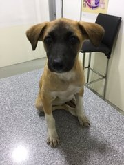 Mushroom - Mixed Breed Dog